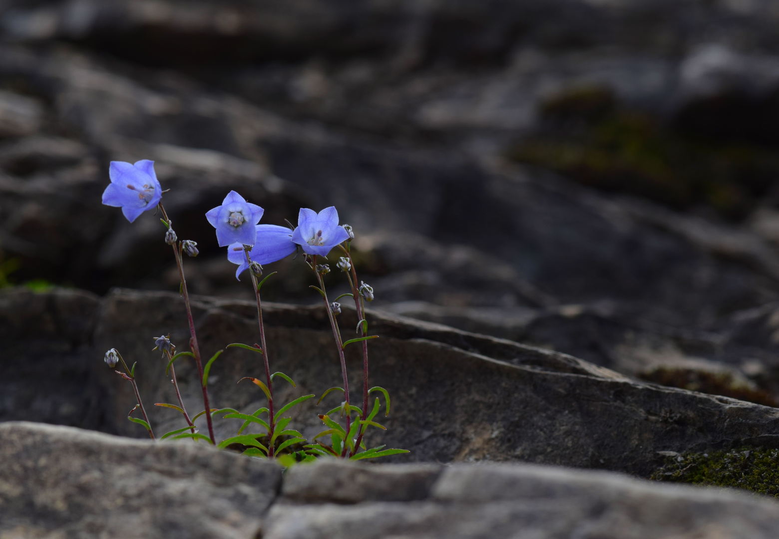 Glockenblumen