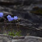 Glockenblumen