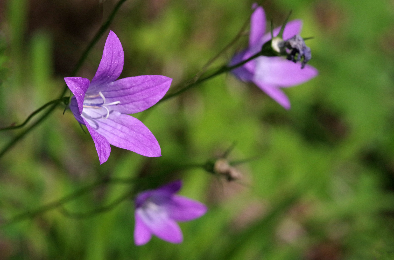 Glockenblumen