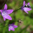 Glockenblumen