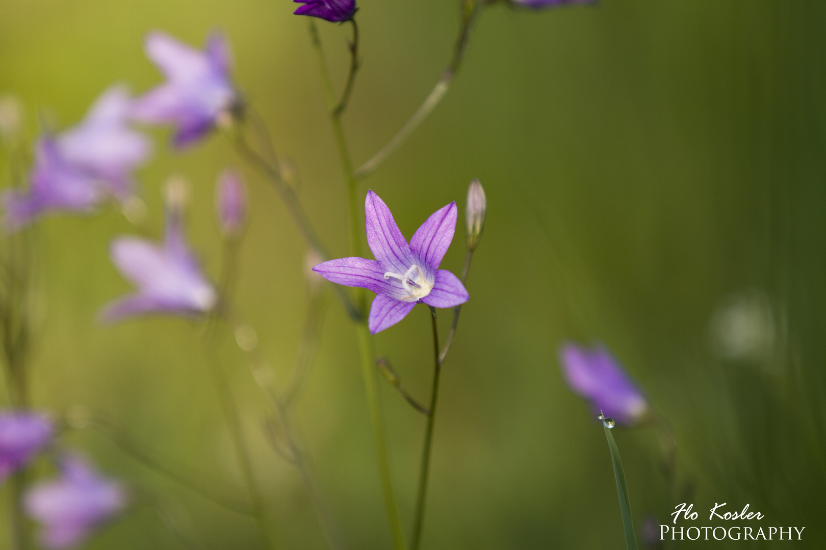 Glockenblumen (Campanula)