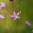 Glockenblumen (Campanula)