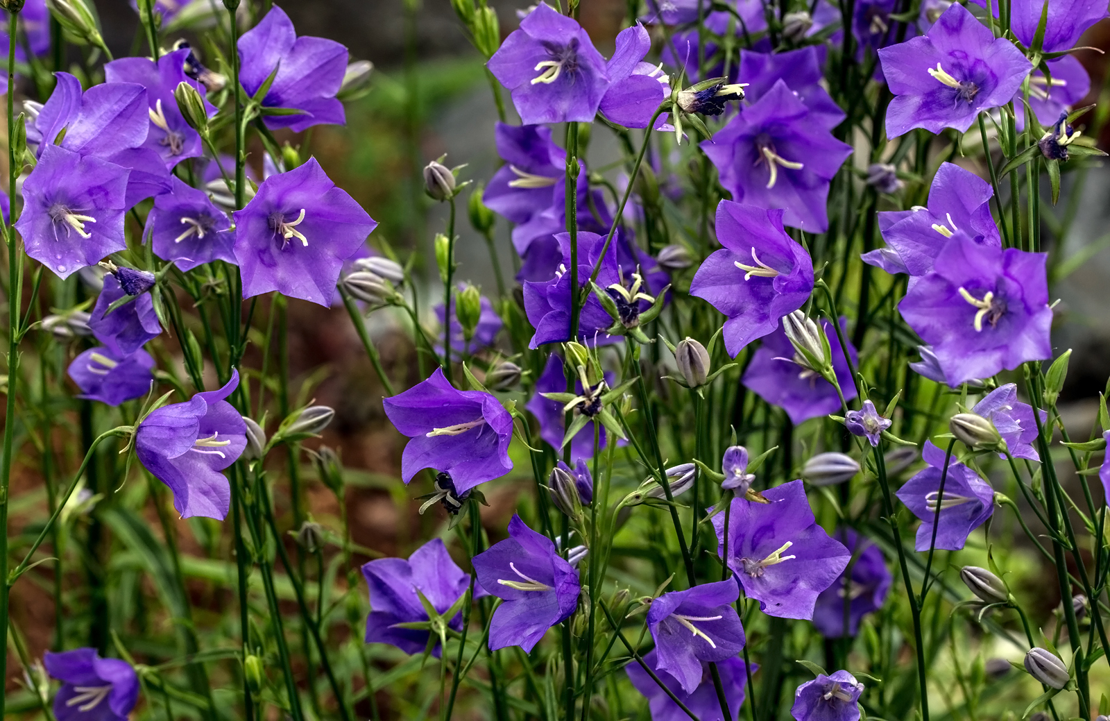 Glockenblumen