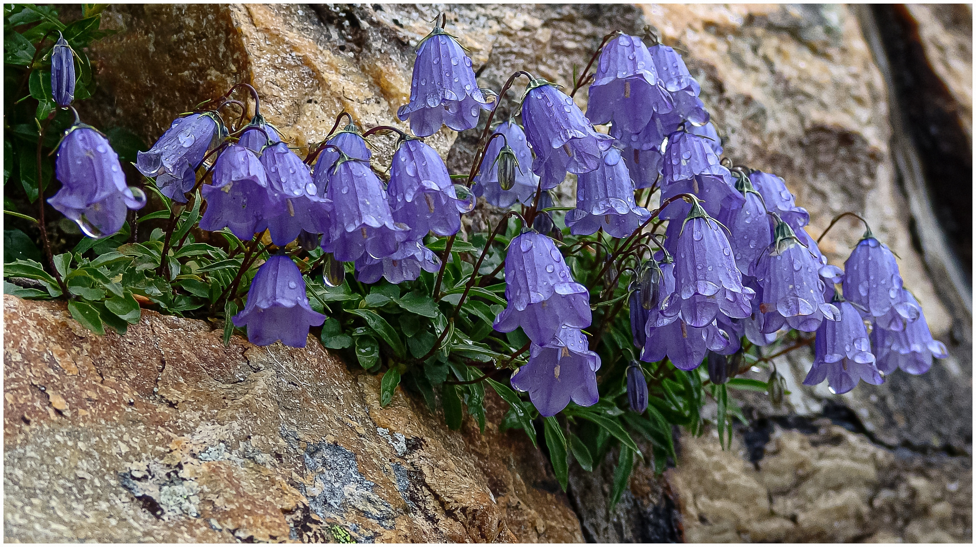 Glockenblumen