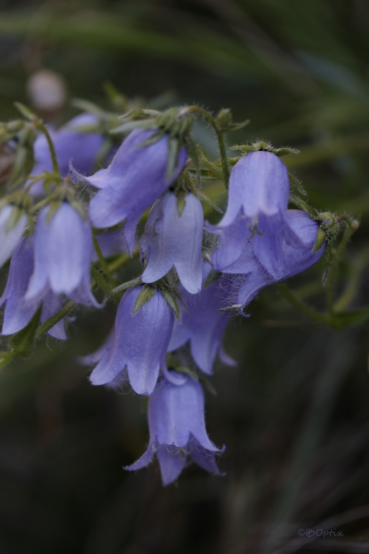 Glockenblumen