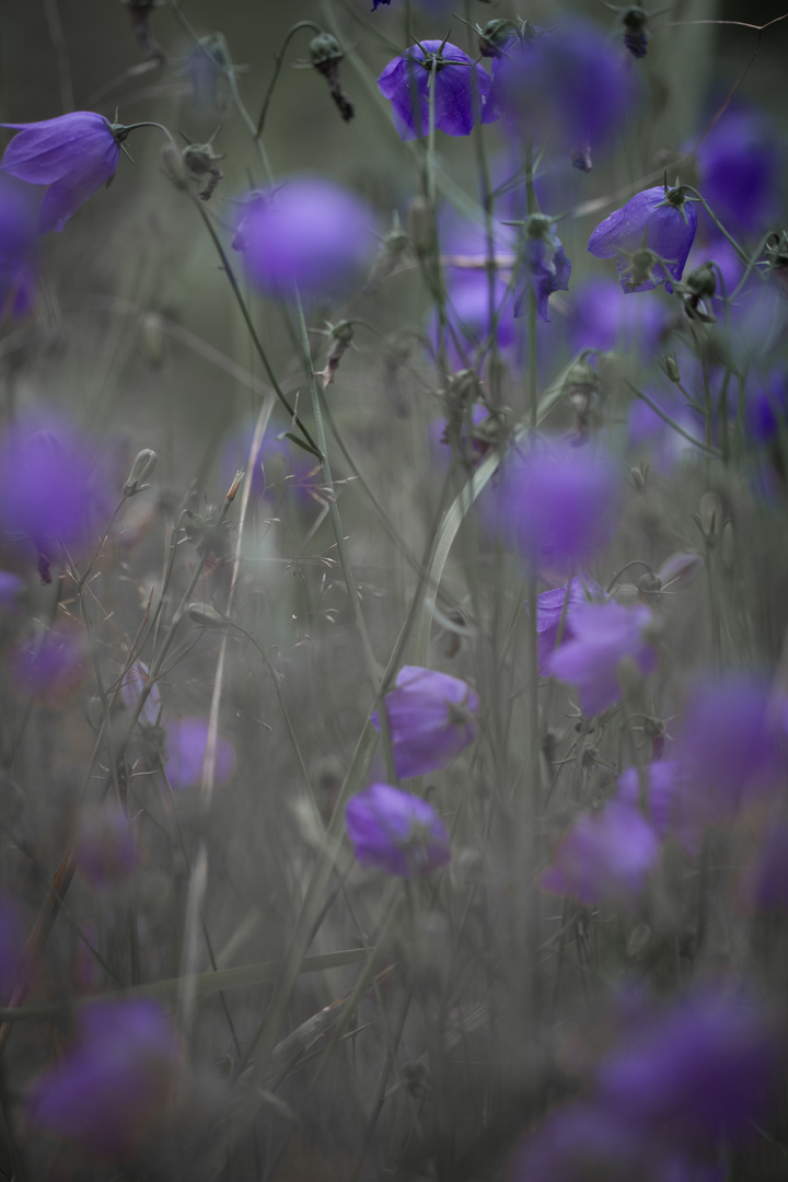 Glockenblumen