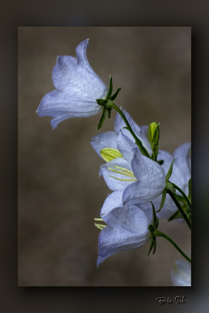 Glockenblumen