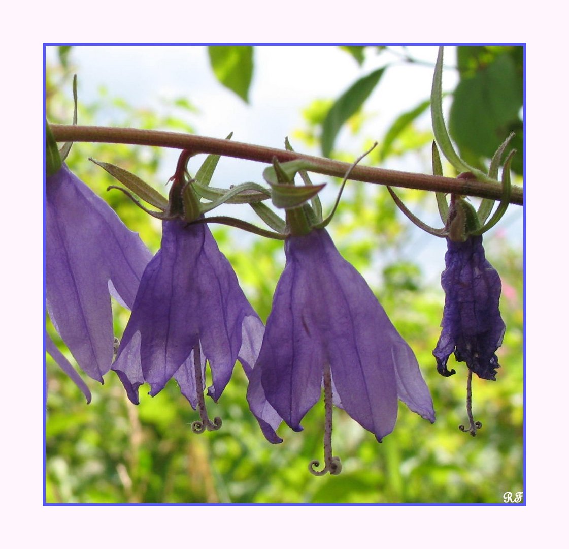 Glockenblumen