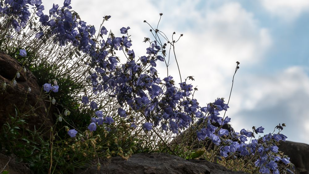 Glockenblumen