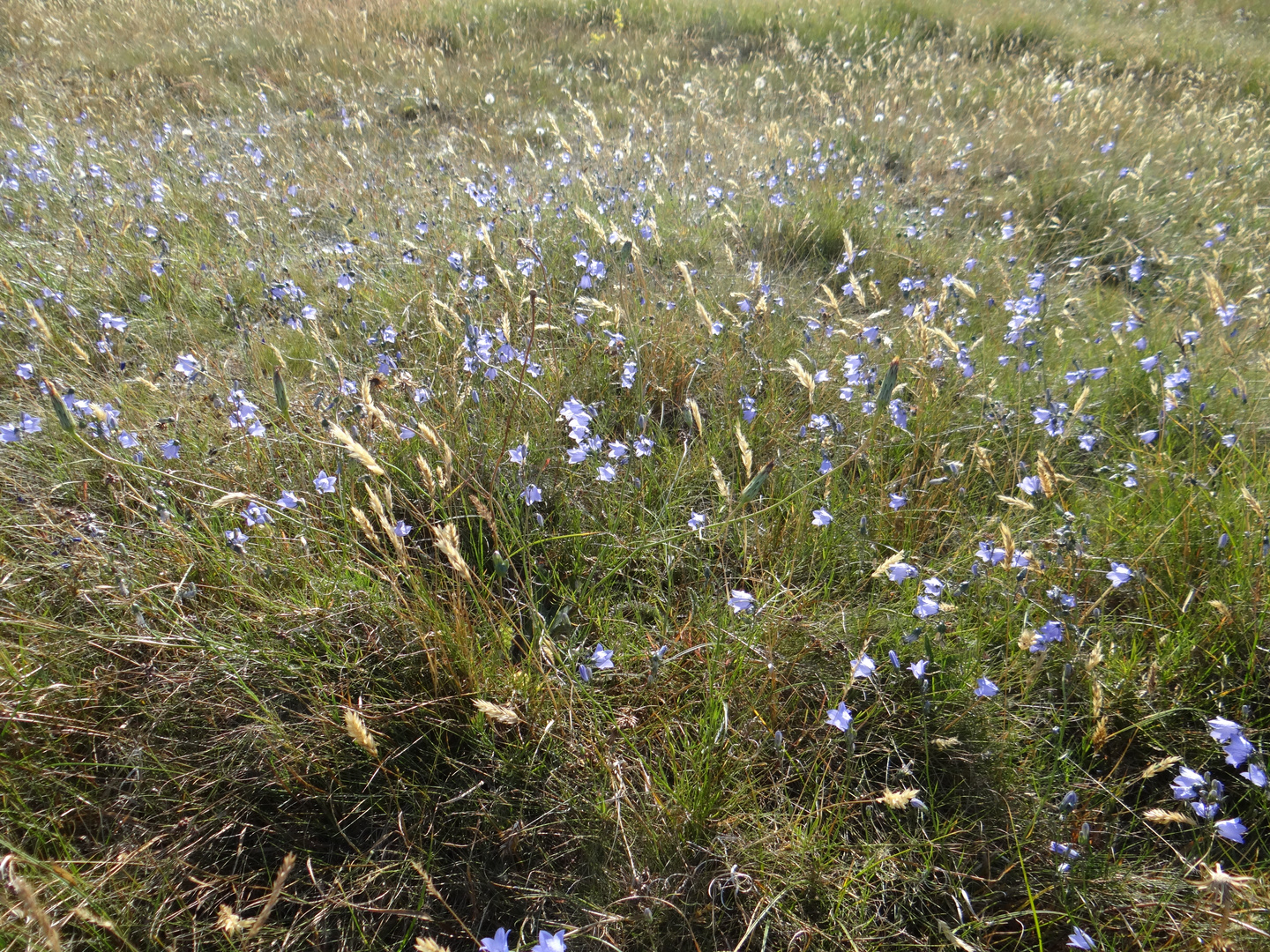 Glockenblumen