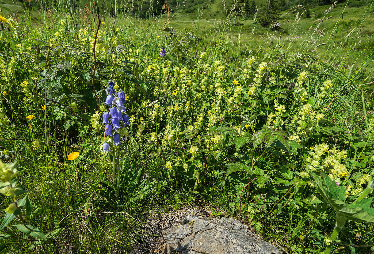 Glockenblumen