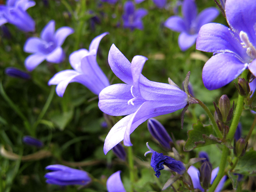 Glockenblumen