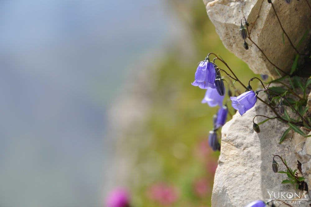 Glockenblumen im Fels