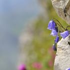 Glockenblumen im Fels