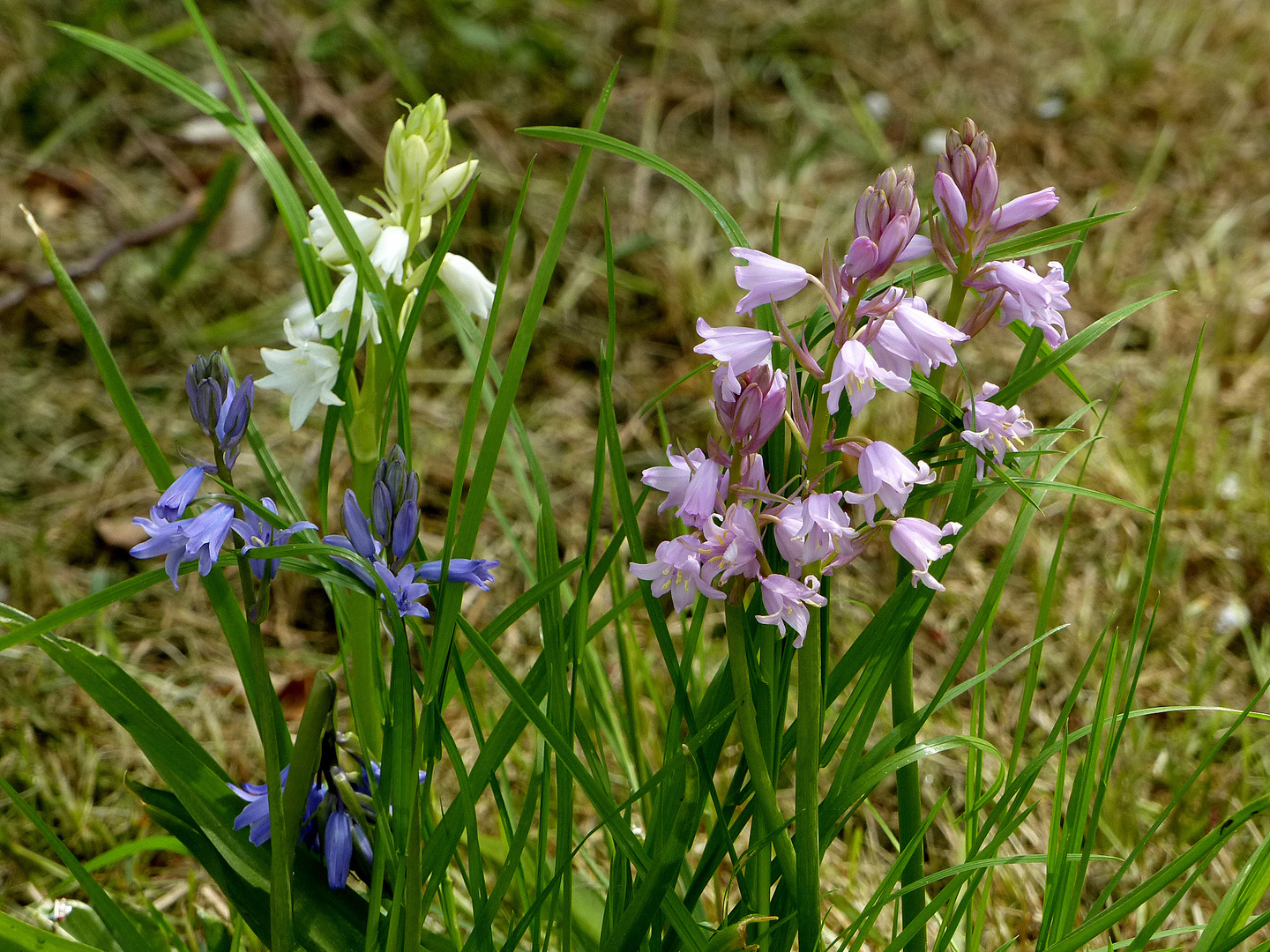 Glockenblumen im Garten  meiner Enkelin Nadine 