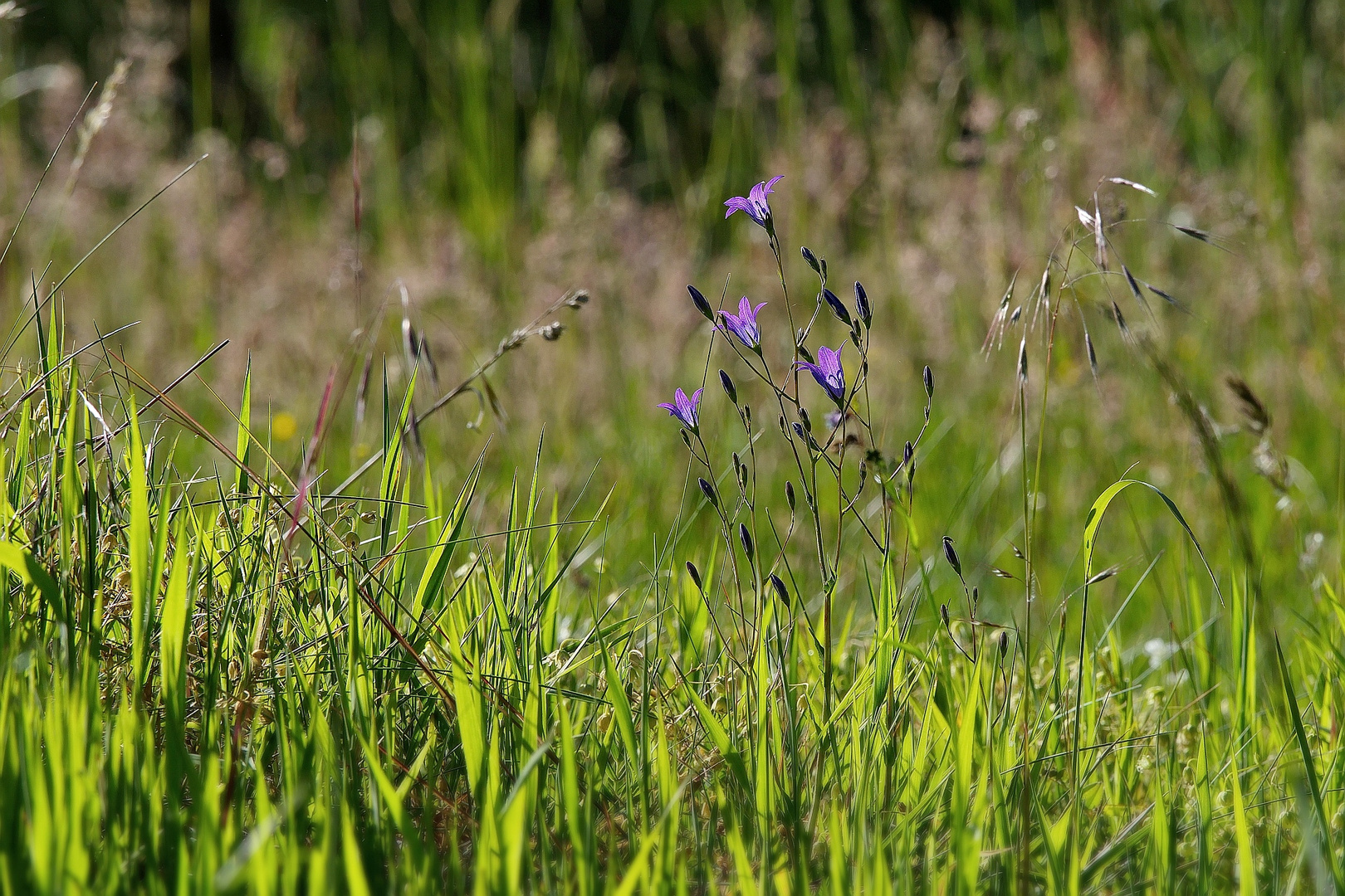 Glockenblumen im Gegenlicht