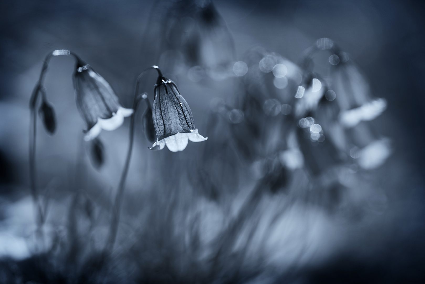 Glockenblumen im Gegenlicht