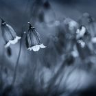 Glockenblumen im Gegenlicht