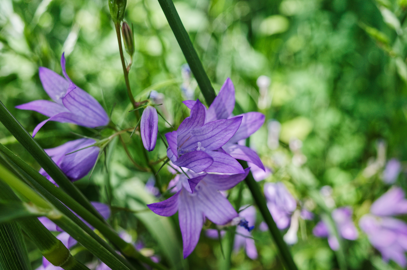 Glockenblumen im Gras