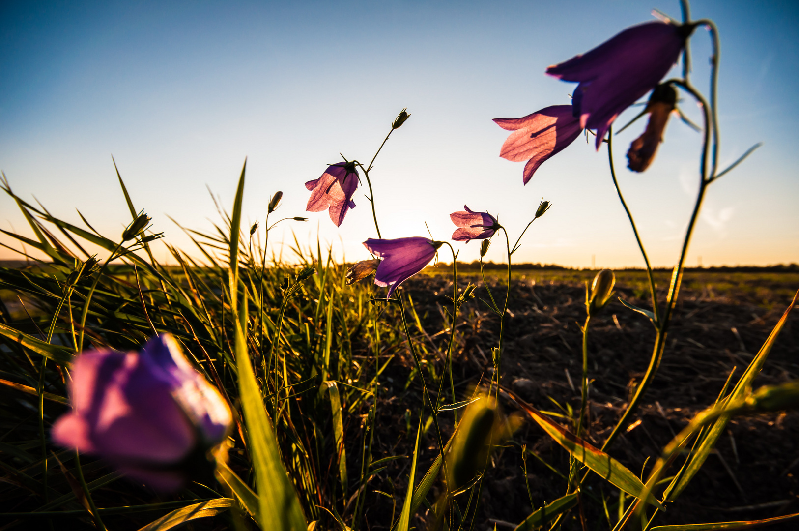 Glockenblumen im letzten Sonnenlicht