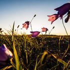 Glockenblumen im letzten Sonnenlicht