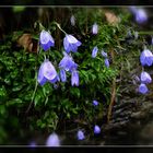 Glockenblumen im Regen