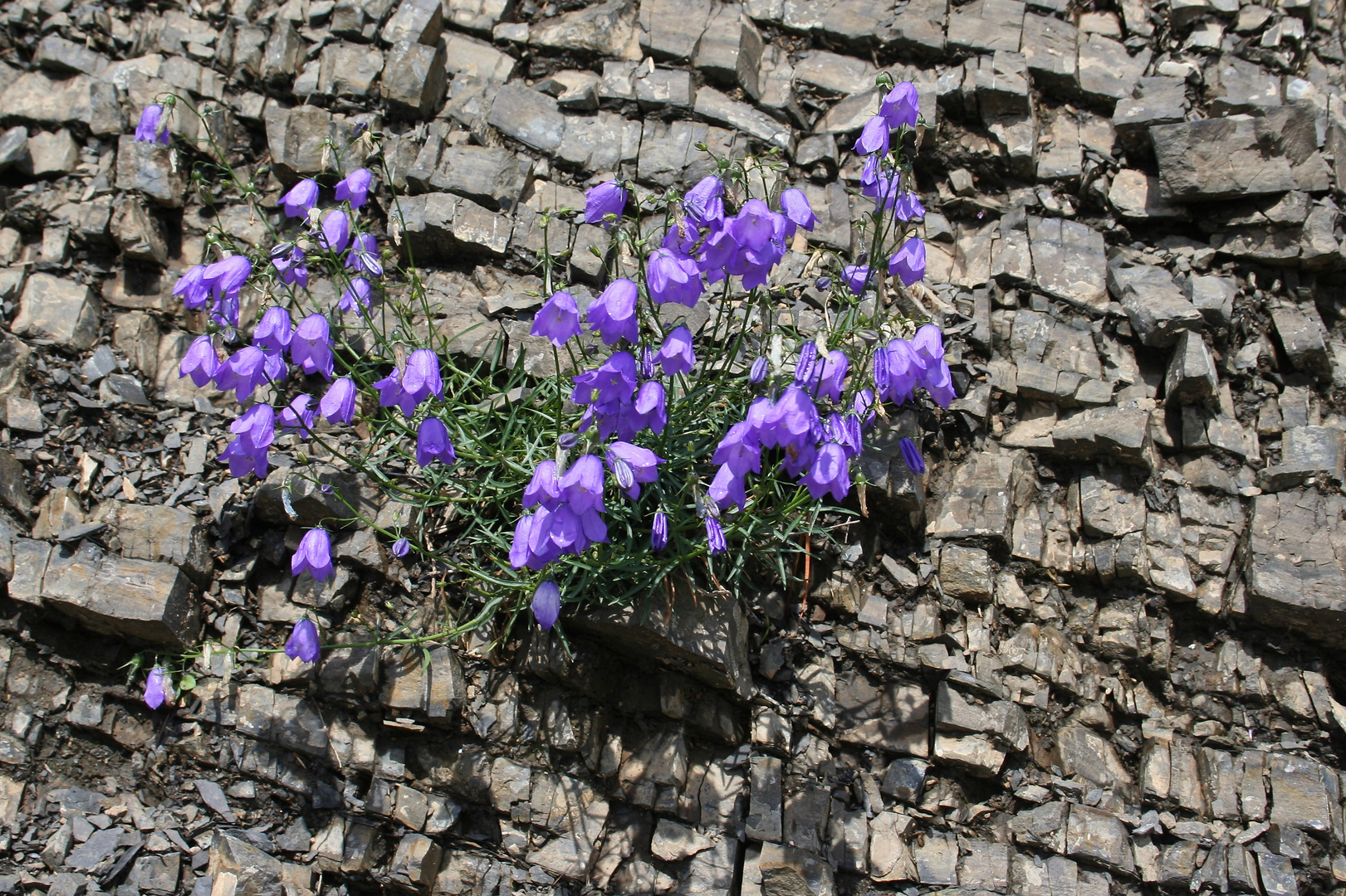 Glockenblumen im Schiefer (IMG_5683_ji)