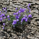 Glockenblumen im Schiefer (IMG_5683_ji)