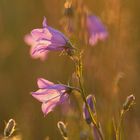 Glockenblumen in der Abendsonne