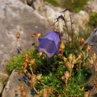 Glockenblumen in der Morgensonne