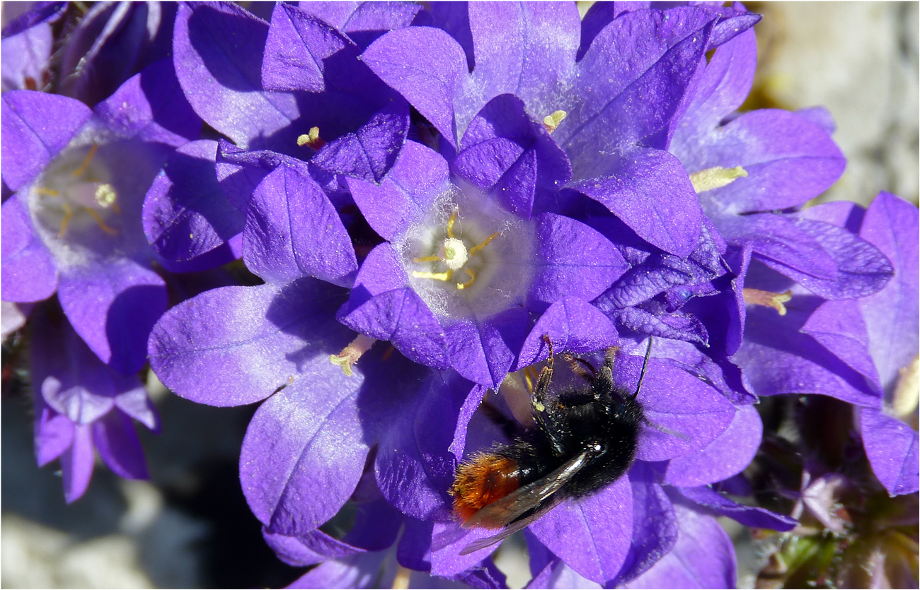 GLOCKENBLUMEN MIT KÄFER