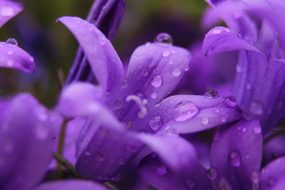 Glockenblumen mit Tropfen