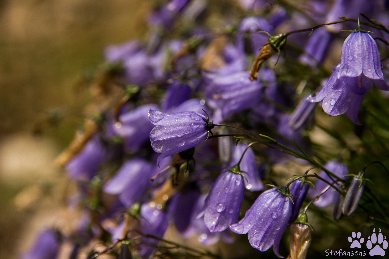 Glockenblumen mit wenigen Regentropfen