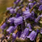 Glockenblumen mit wenigen Regentropfen