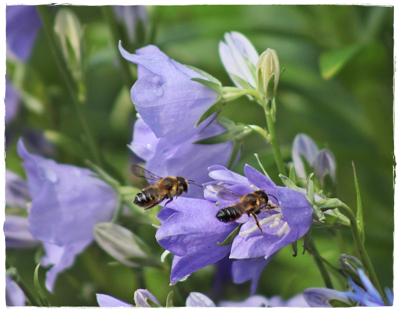 Glockenblumen mit zwei Bienen