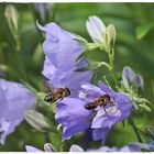 Glockenblumen mit zwei Bienen