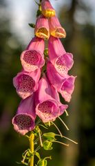 Glockenblumen oder doch Fingerhut?