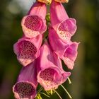 Glockenblumen oder doch Fingerhut?