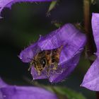 Glockenblumen-Sägehornbiene Melitta haemorrhoidalis