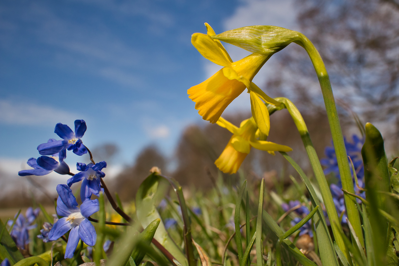 Glockenblumen schauen herab