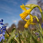 Glockenblumen schauen herab