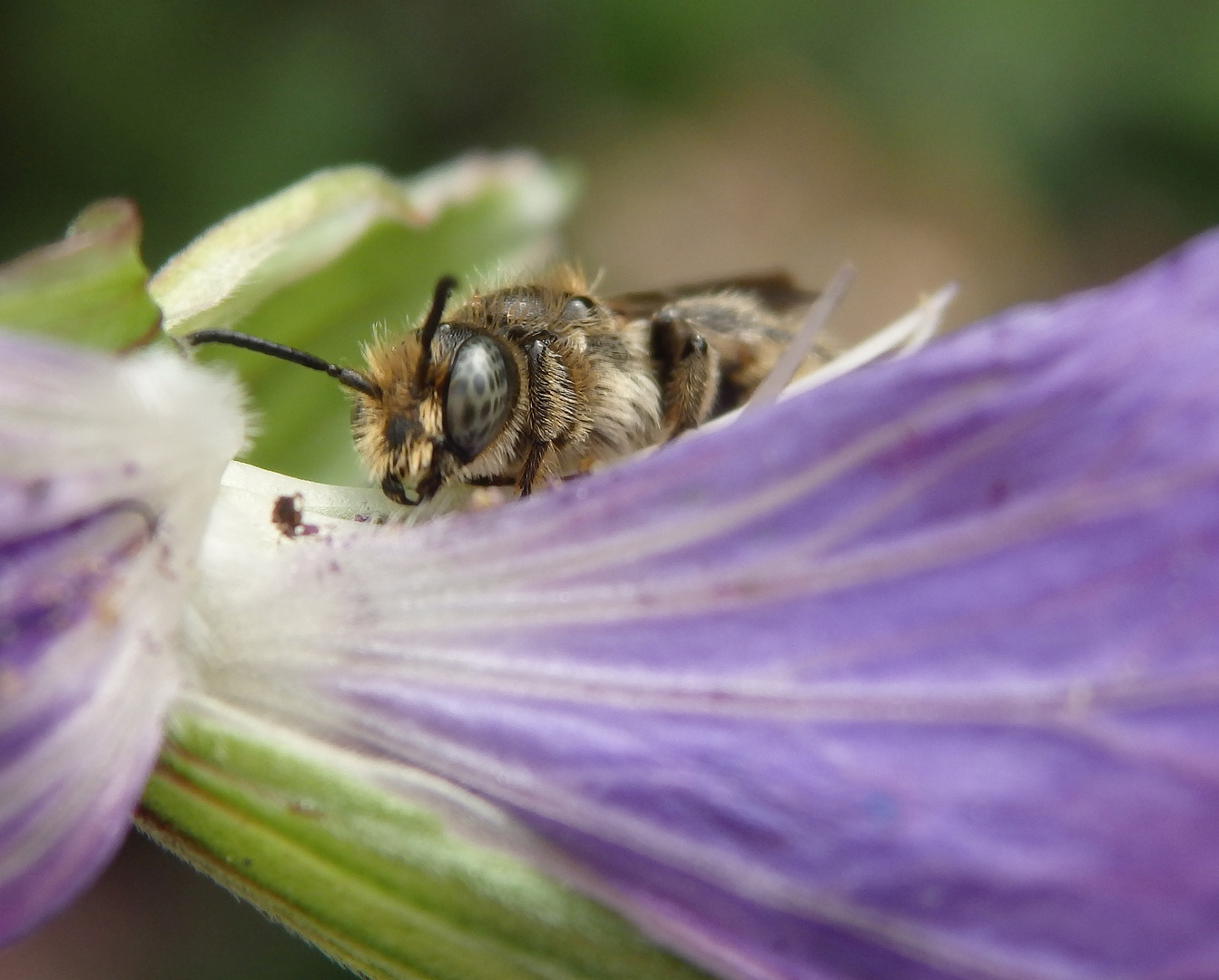 Glockenblumen-Scherenbiene (Chelostoma rapunculi)