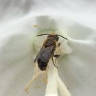 Glockenblumen-Scherenbiene (Chelostoma rapunculi)