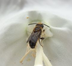 Glockenblumen-Scherenbiene (Chelostoma rapunculi)