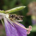 Glockenblumen-Scherenbiene (Chelostoma rapunculi)