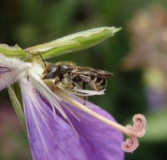 Glockenblumen-Scherenbiene (Chelostoma rapunculi)