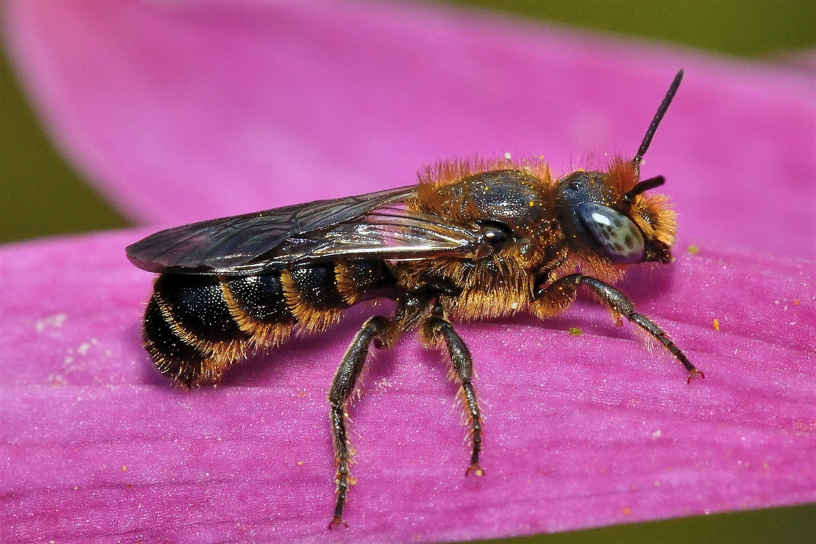 Glockenblumen-Scherenbiene - Osmia rapunculi