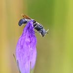 Glockenblumen-Scherenbiene,Männchen