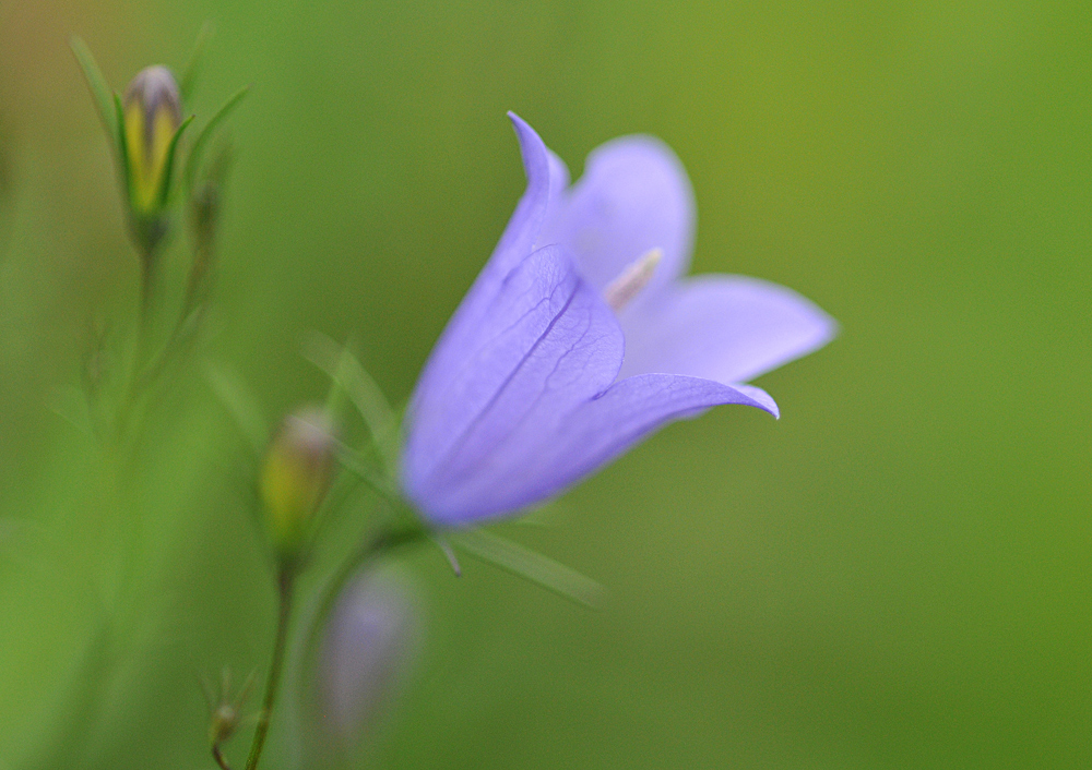 Glockenblumen – Stille