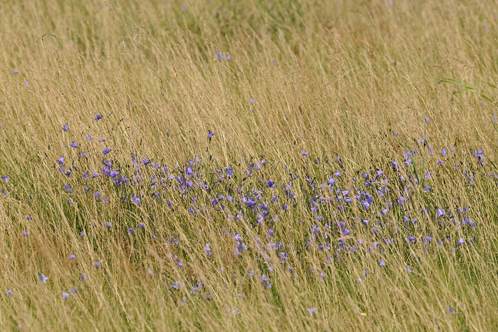 Glockenblumen – Violett in der Düne